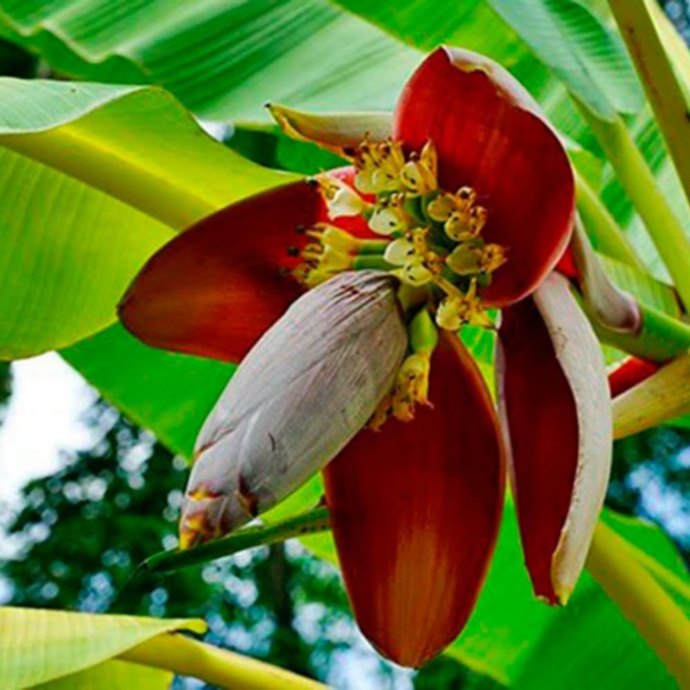 Dwarf Cavendish Banana Tree Live Plant in 1 Gal Pot, Hardy Banana Live Plant, Live Banana Fruit Tree, 1-2 Year Old, Well-Rooted, No to CA