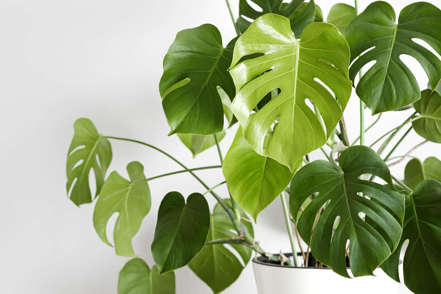 70pcs Variegated Monstera Seeds – Green & White Tropical Foliage Plant Seeds for Planting, Easy to Grow Indoor & Outdoor Houseplant, Decorative Jungle Vibe Seeds for Home or Garden
