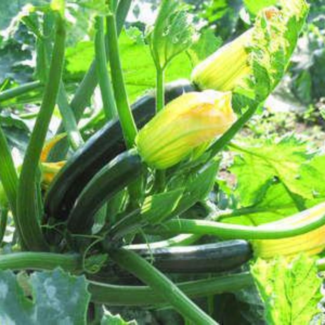 2 Zucchini Plants Live Seedlings, 4 Inches Pot, Live Squash Plants from 3 to 6 Inches Tall