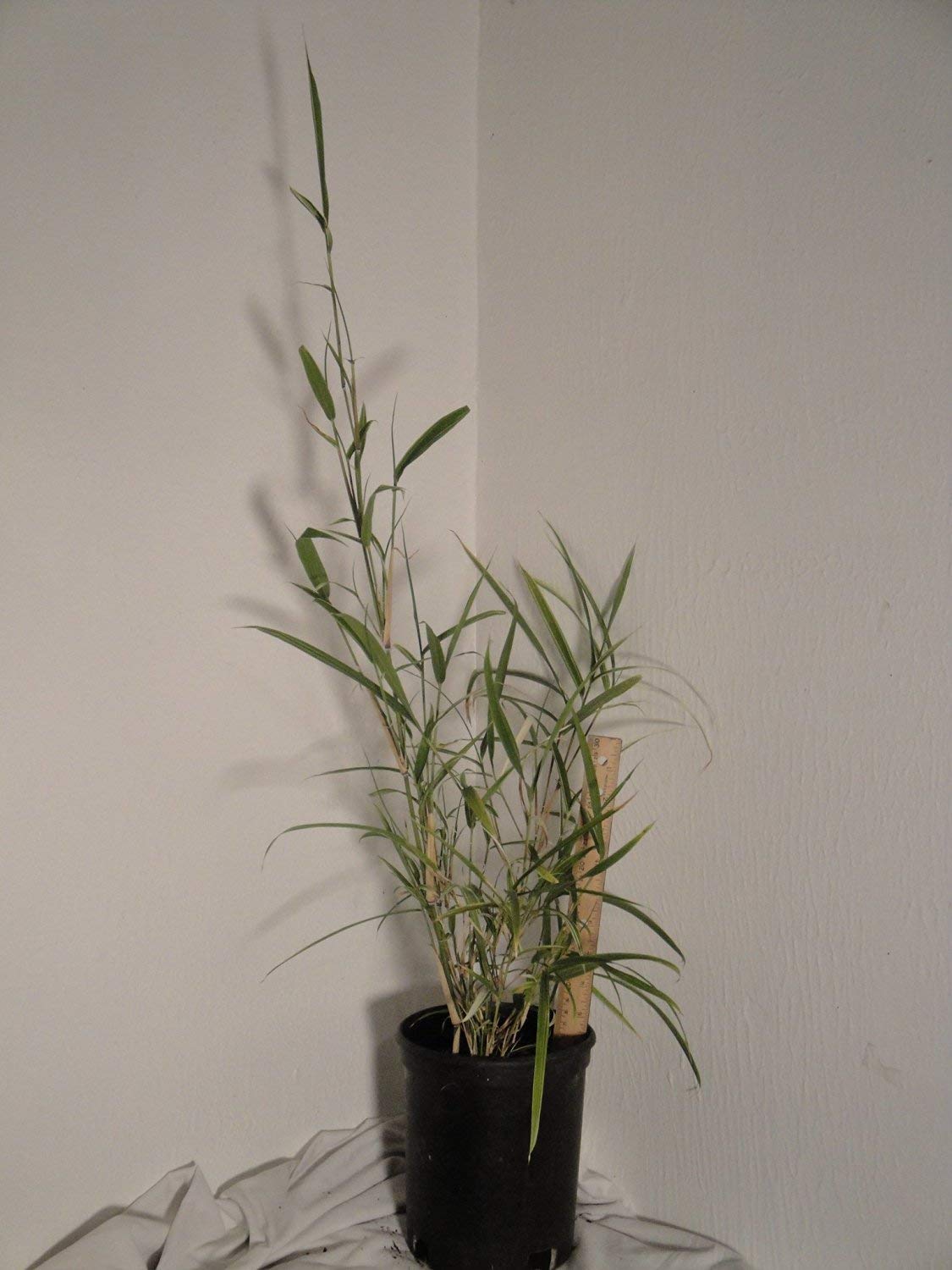 Pleioblastus Medake, Rare Variegated Bamboo, 1 Size Live Plant