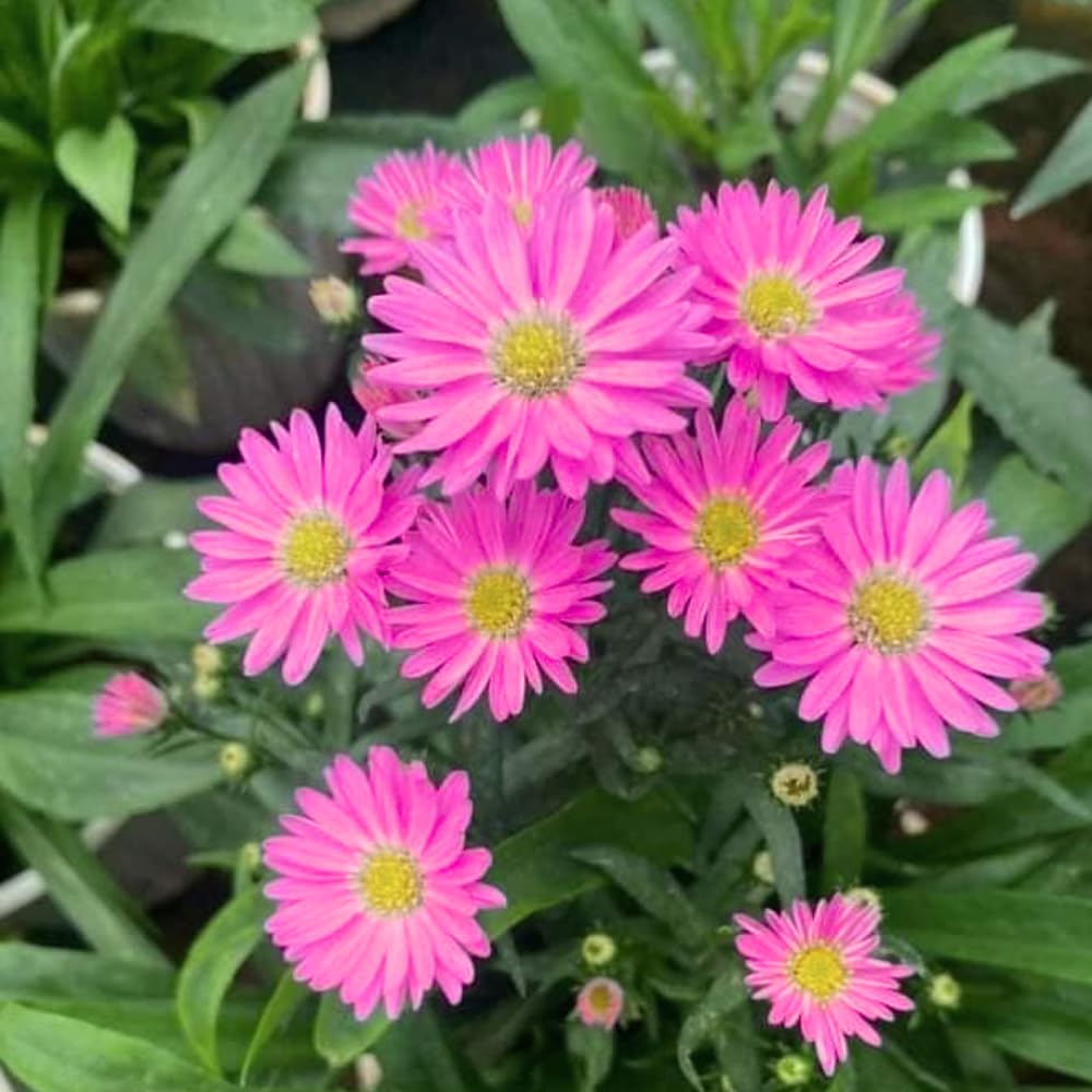 2 Aster Plants Live, Asters Perennial Live Plants, 5 to 7 Inc Tall, Flower Plant for Gardening (Pink)