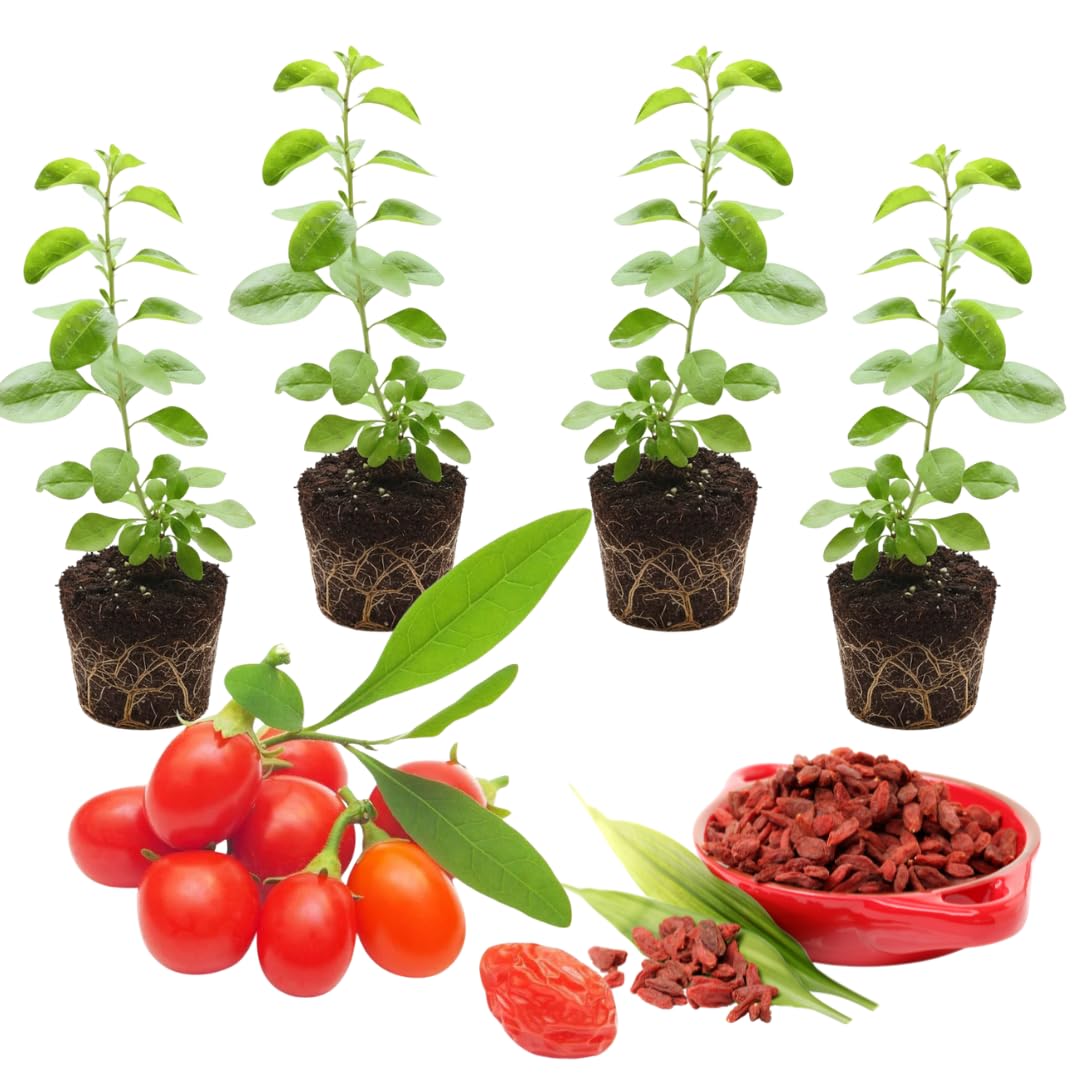 Goji Berry Plant Bush Live, Size 4-6", 5 Months Old for Planting, Goji Berry Ready to Plant, Goji Berries Tree Plant Live