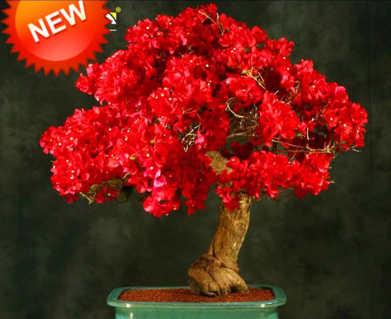 Live Plant - Spectabilis Red Bougainvillea Small Well Rooted Starter Plant
