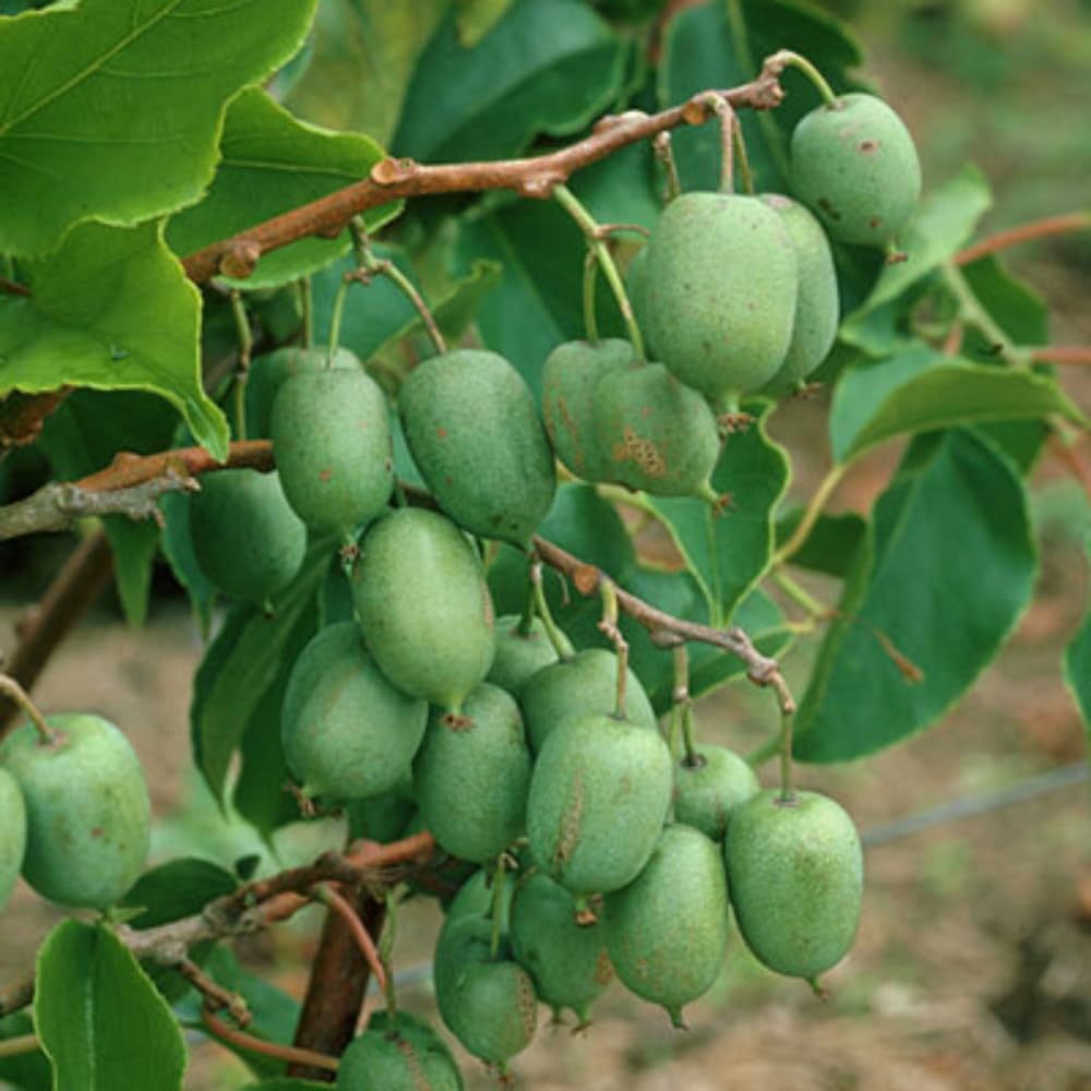 Hardy Female Kiwi Plants Live for Planting, Size Starter from 5 to 10 Inches Tall, Berry Vine, Cold Hardy Edible Fruit Vines for Home Garden