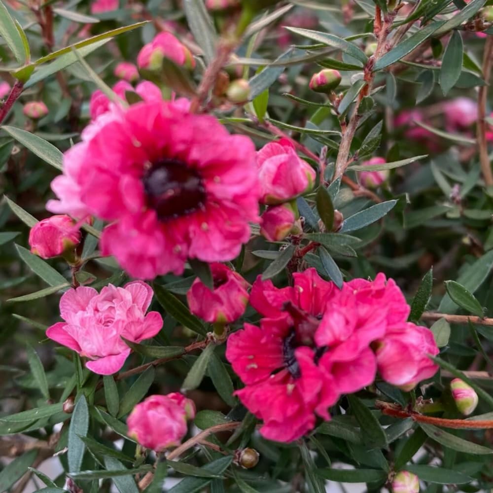 Manuka Tea Tree Plant, Pink Leptospermum Tree Live Plant, 4 to 7 Inc Long, Bush Plants for Growing