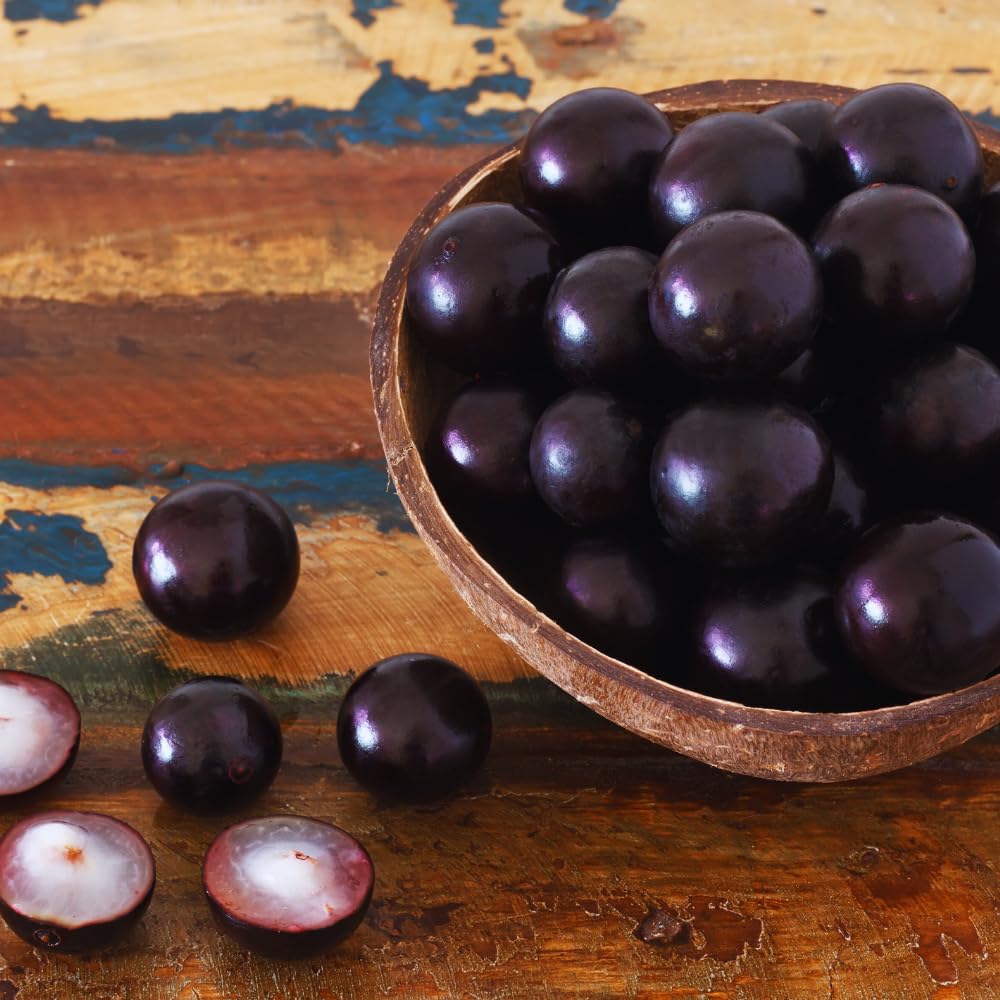 Black Jaboticaba Tree Plant Live, Jaboticaba Grape Fruit Plant, 5 to 8 Inc Long, Tropical Plants Garden