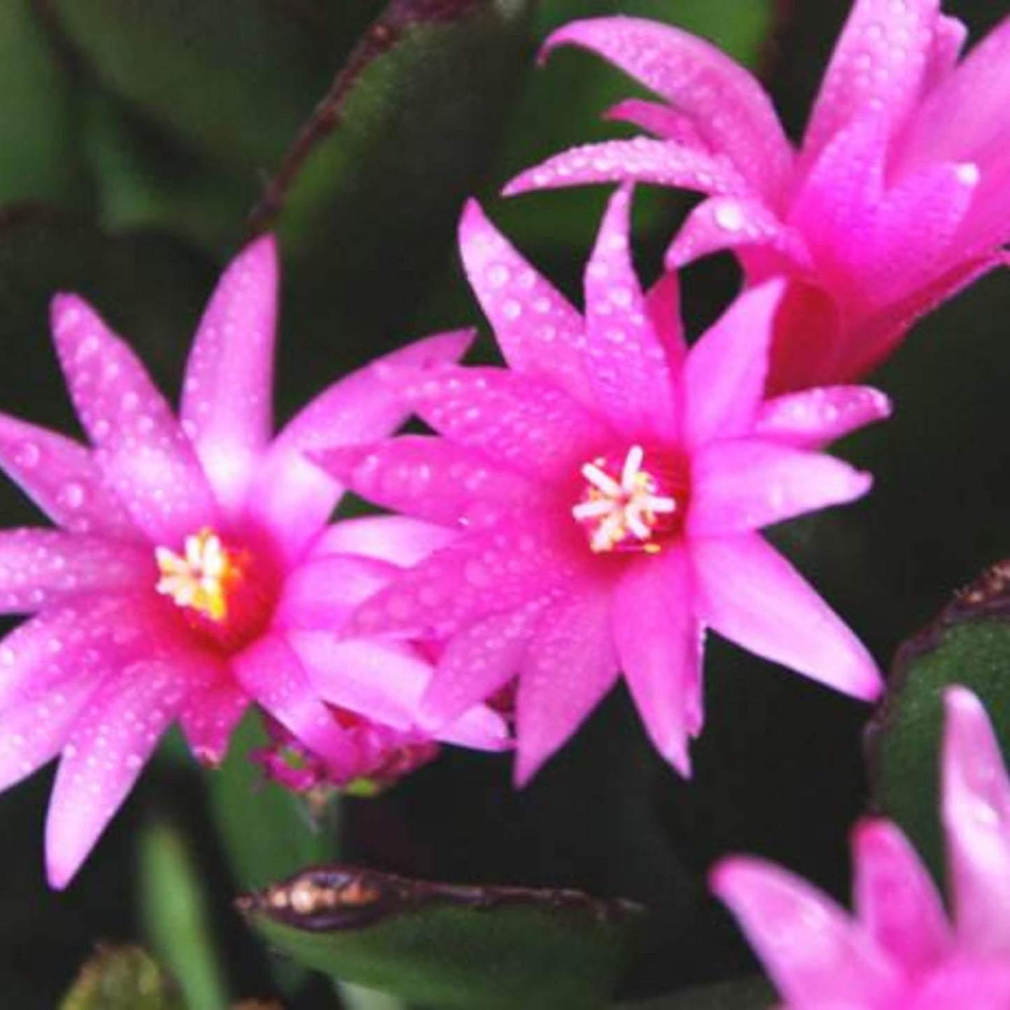 Pink Easter Cactus Plant Live, Spring Flowering Cactus in 2'' Pot, Low-Maintenance Indoor Plant