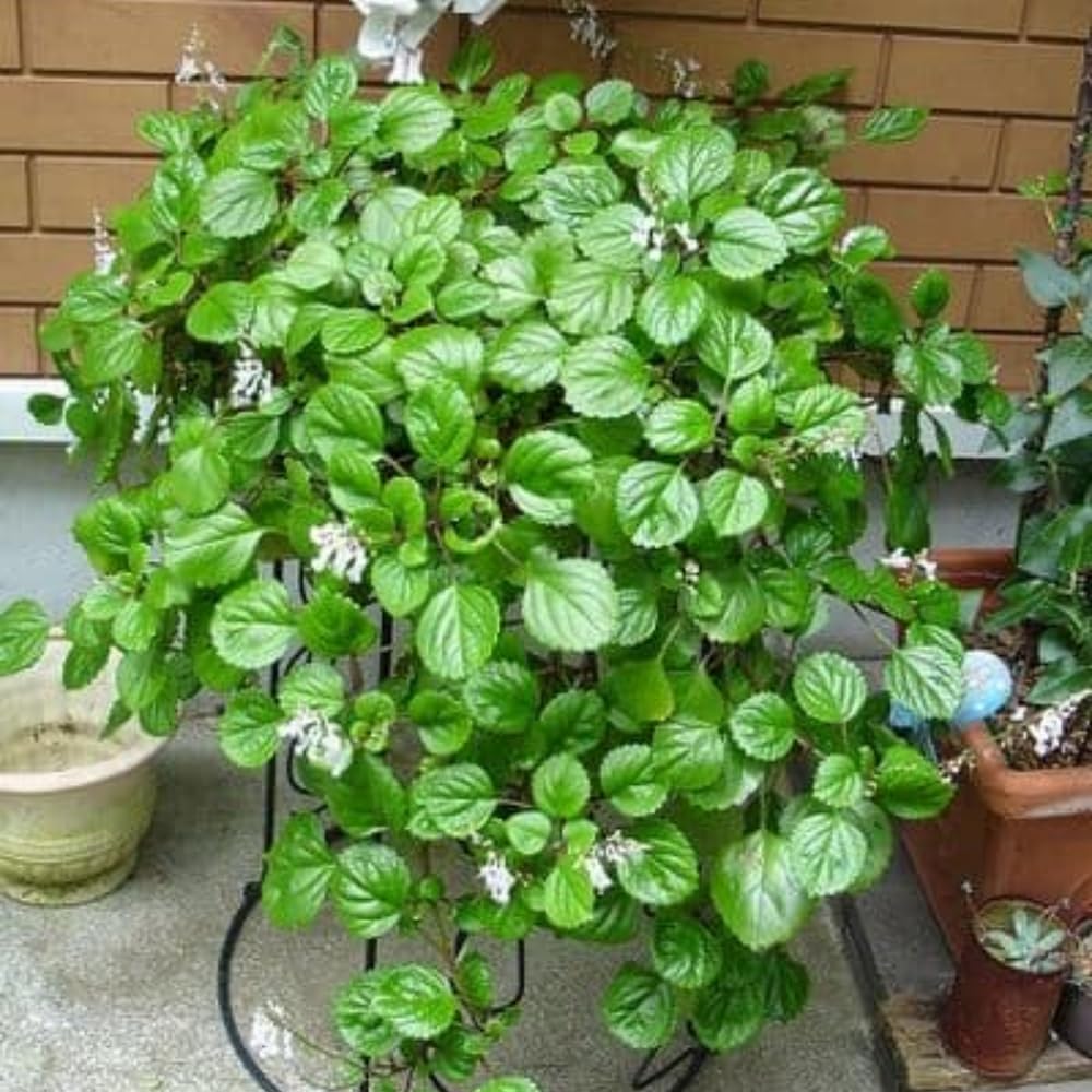 2 Green Swedish Ivy Plants Live in Potted, Live Swedish Ivy Plant, 3 to 5 Inc Tall, House Plant Live, Green Plectranthus Fragrant Plants