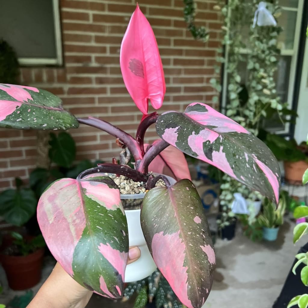 Philodendron Pink Princess Plants | Pink Princess Plant Live Houseplant in 4” Inch Pot | Easy-Care Indoor Plant for Shelves, Desks & Modern Spaces
