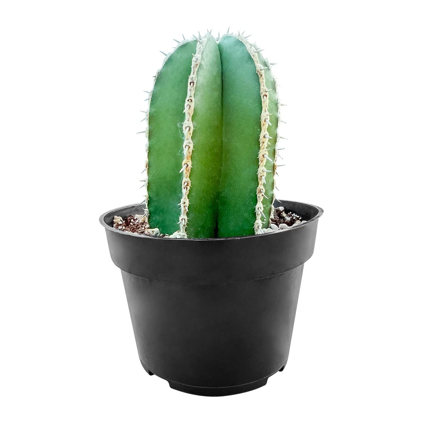 Sprout N Green Mexican Fence Post Cactus | Pachycereus marginatus, 4" to 6" High Live Cacti Plant, Office Home Décor, Keep Away from Pets