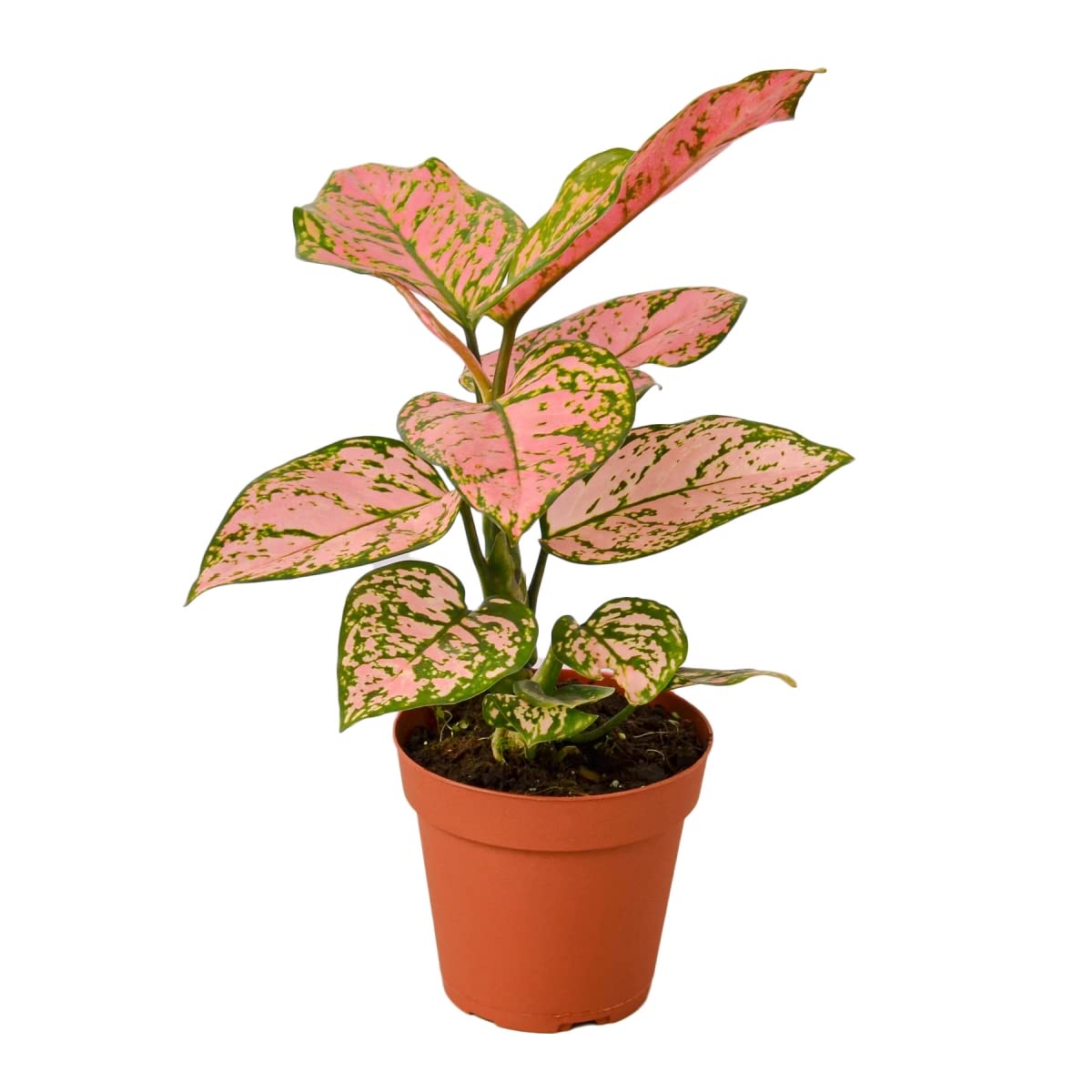 212 Main 4-CH.Evergreen-Lady.Valentine Chinese Evergreen Lady Valentine Plant in 4 in. Pot