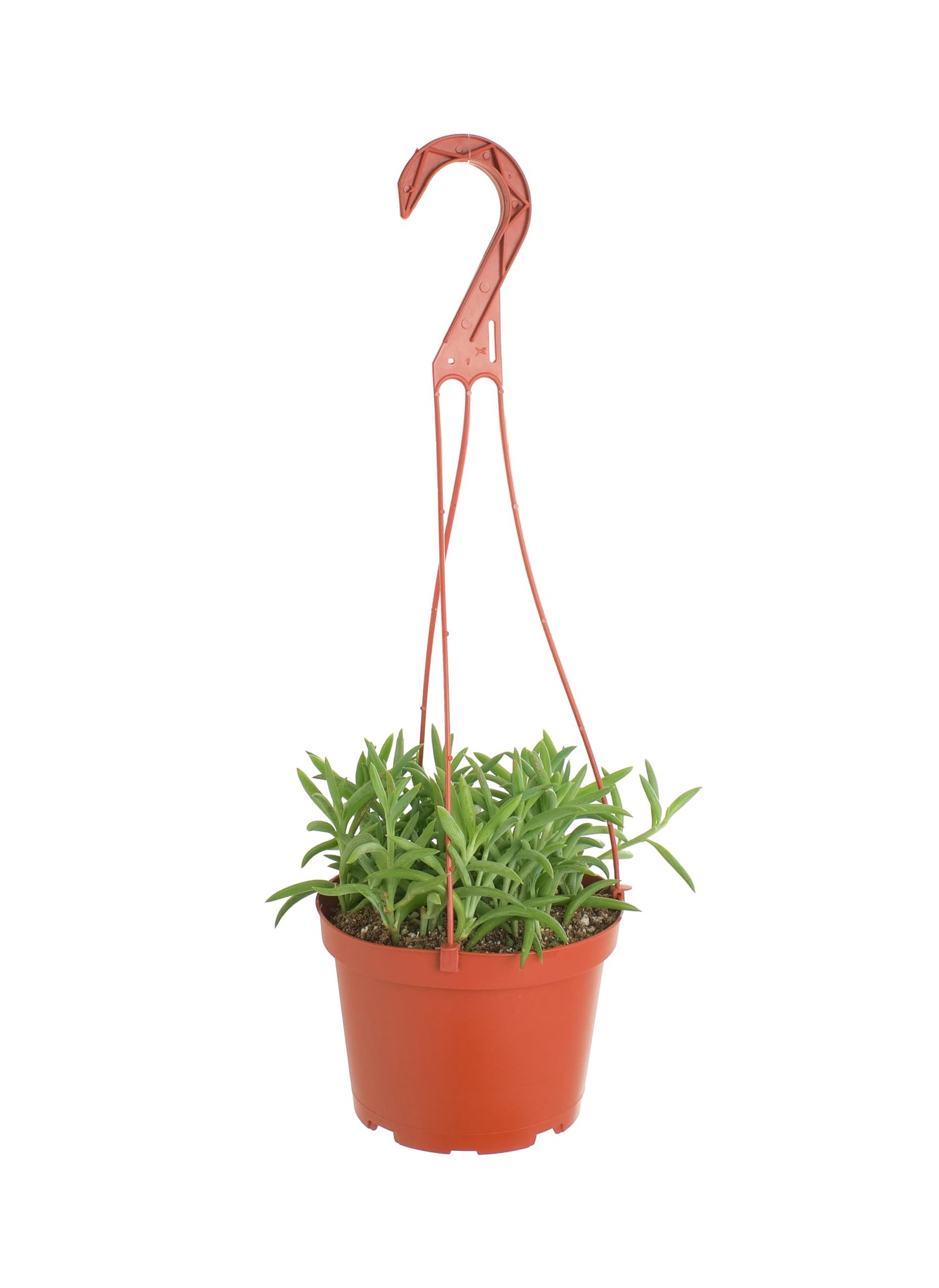 Shop Succulents | String of Succulents Collection | String of Fishhooks Live Outdoor/Indoor Hanging Succulent Plant | Fully Rooted in Soil