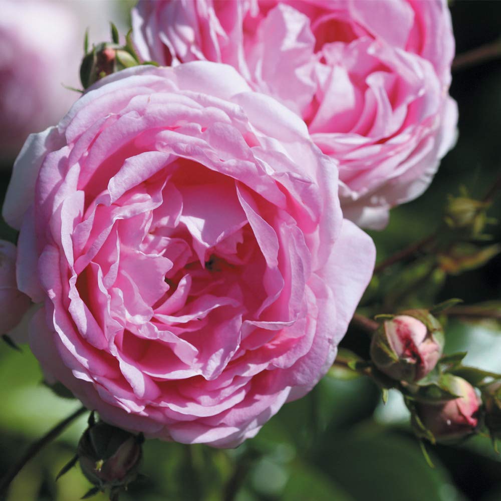 Heirloom Climbing Roses, Live Own Root Plant for Outdoor Garden, Arborose® Jasmina, Moderately Fragrant, Hardiness Zones 5-10, Continual Blooming