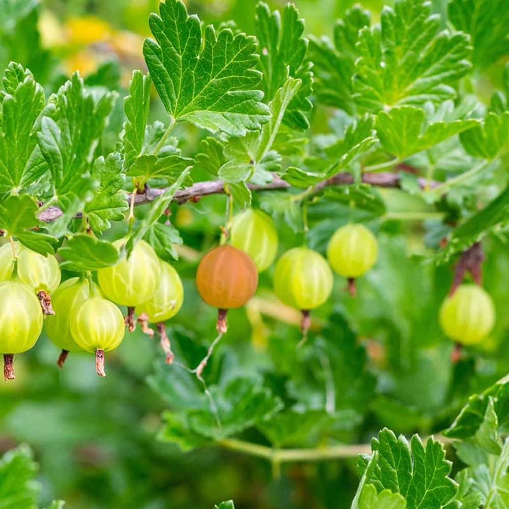 Gooseberry Plant Live to Grow, Gooseberry Bushes Live Plant 5 to 9 Inch Height, Gooseberries Fruit Well Rooted