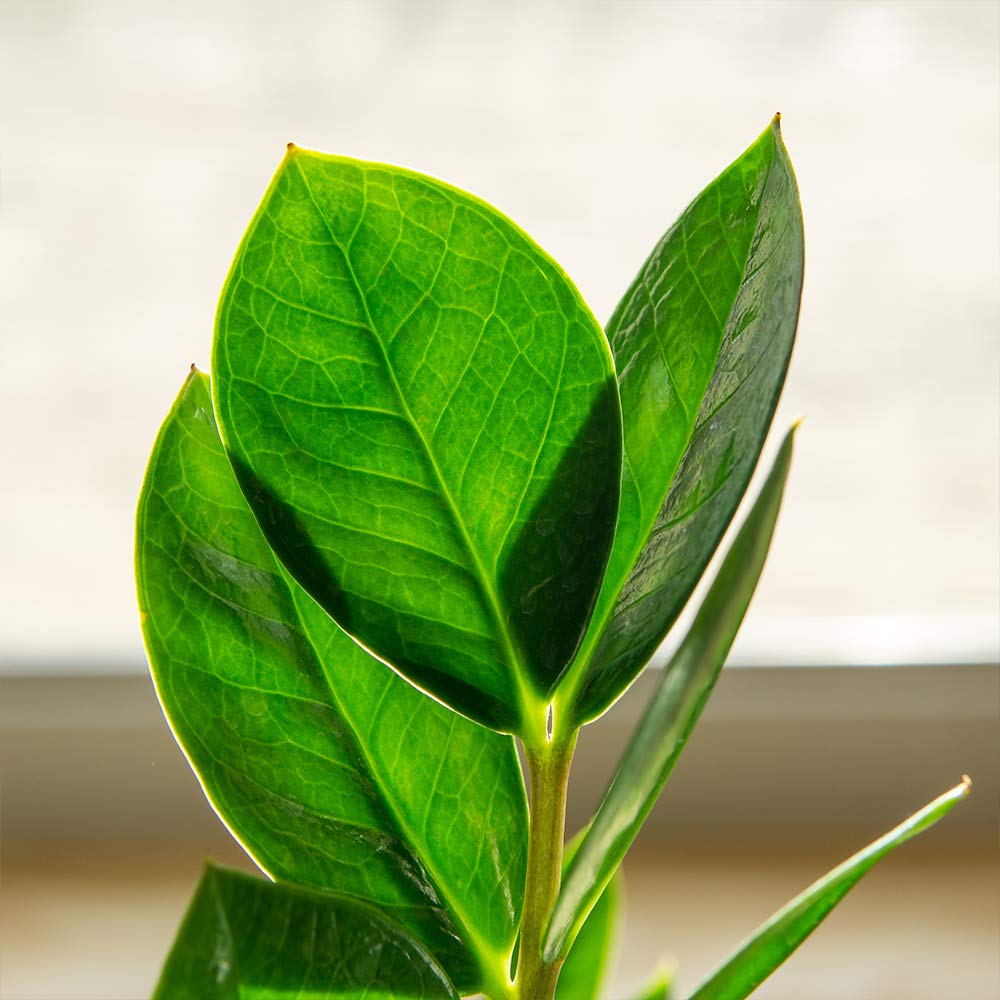 Perfect Plants ZZ Plant - 6 in. Growers Pot | Zamioculcas Zamiifolia | Easy Care Houseplant | Perfect for Moderate to Bright Light Conditions (6 in Grower's Pot)