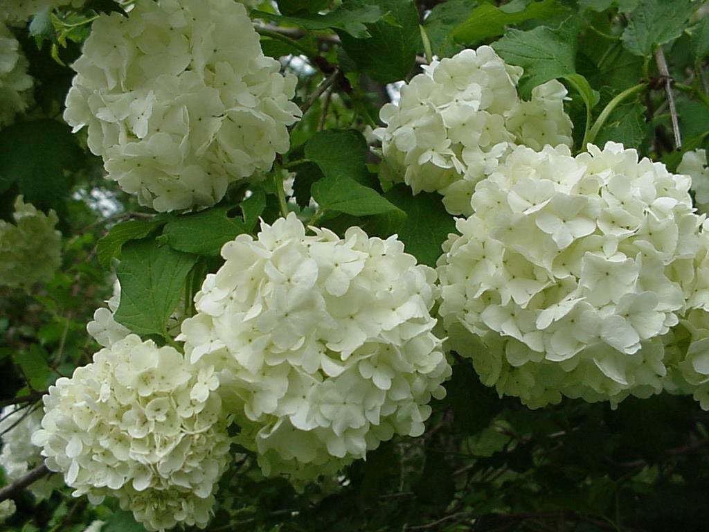 Live Plant - Old Fashioned Snowball Viburnum Shrub/Bush - 6-12" Tall - Live Plant - 4" Pot