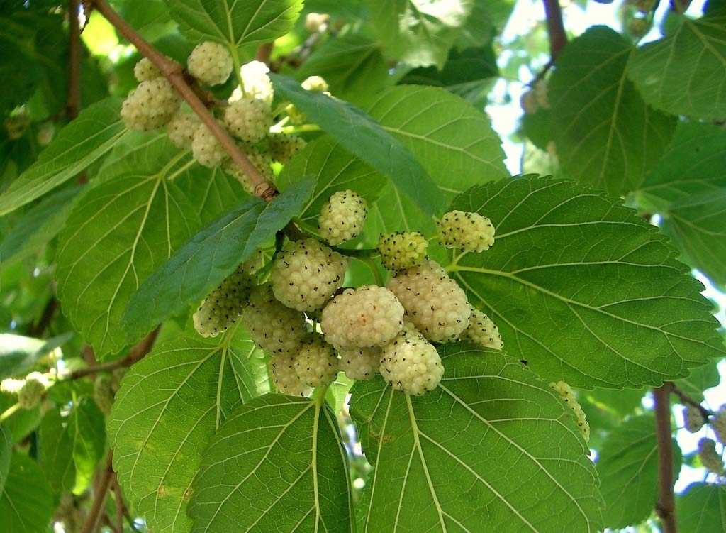 Healthy Starter Live Plants of White Mulberry Tree (Morus Alba) - Beautiful All Year Round - USDA Zones 4 to 8 (1 X Plant)