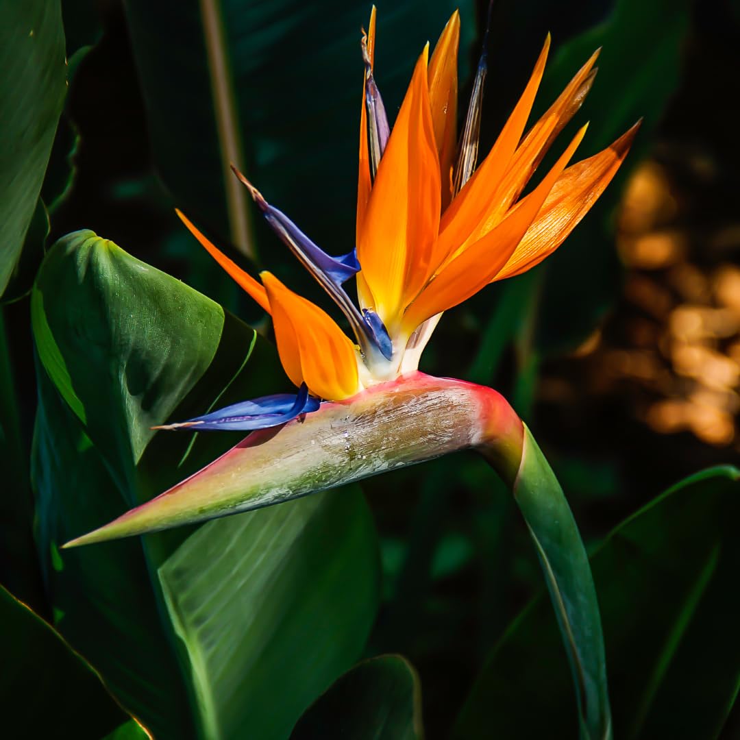 Bird of Paradise Plants - Live Tropical Ornamental Houseplant, 6-8" Indoor and Outdoor Planting, Zones 9-11 (Orange)