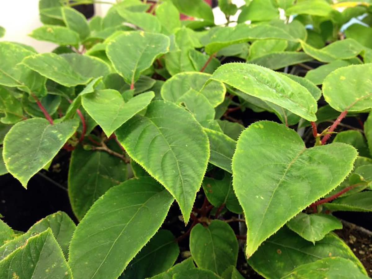 Fairchild Hardy Male Kiwi Plant - Actinidia arguta - 2.5" Pot