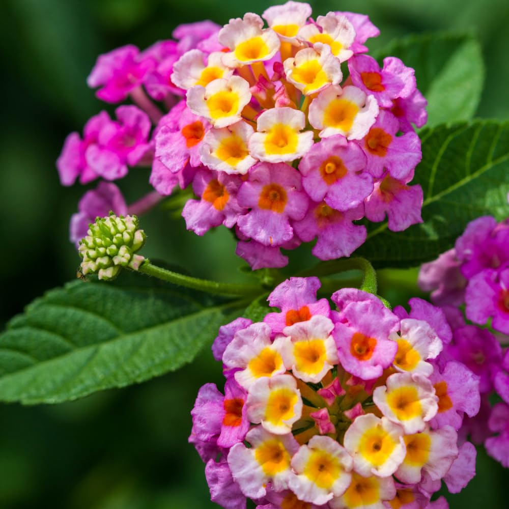2 Lantana Plants Live, Lantanas Live Plants for Planting Indoor Outdoors, Perennial Flowers, 4-9 Inch Tall Well-Rooted (Pink Lantana)