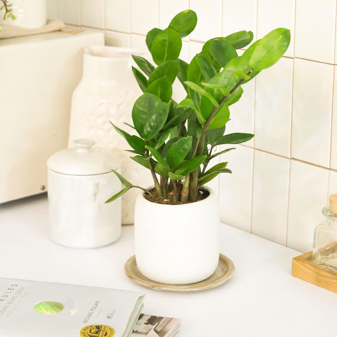 ZZ Plant (6 inch) - Lucky Houseplants - 4/6 inch Unique Live Decorative Houseplants - Easy to Care Indoor Plants, Perfect for Office, Home & Feng Shui Decor