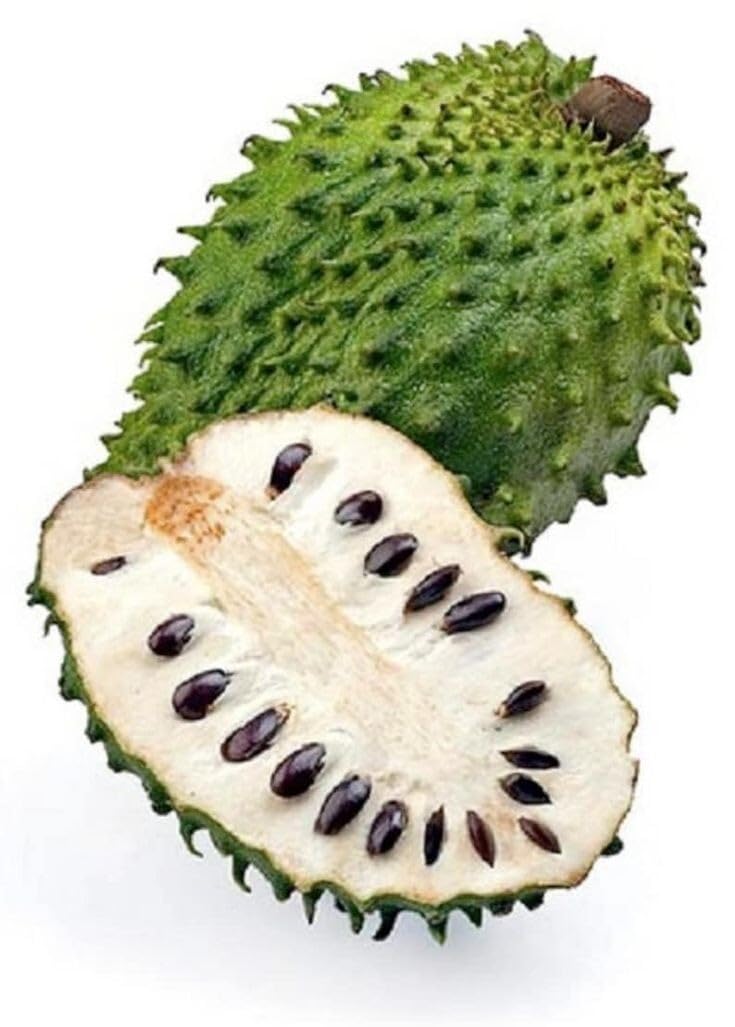 Live Plant - Soursop Live Tree 3ft