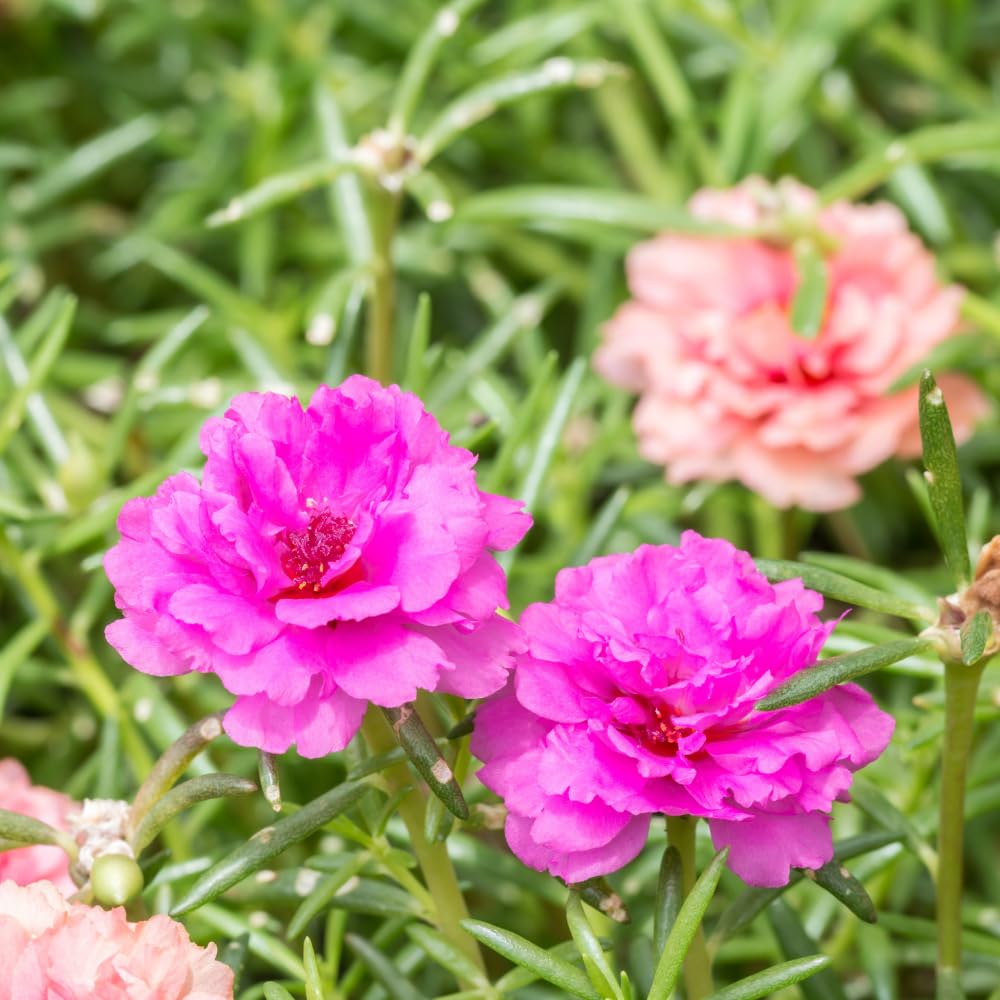 Moss Rose Plants, Live Portulaca Plants 4-6 Inch Plant Roots, Flowering Groundcover, Mixed Colors Moss Rose Potted Starter Plant for Outdoor Garden Planting