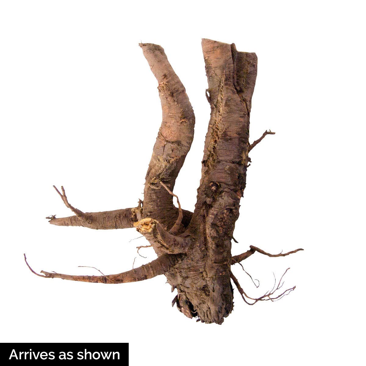 GURNEY'S - Glaskin's Perpetual Rhubarb Plant, Dormant Bare Root Vegetable Roots, 3 Roots per Offer