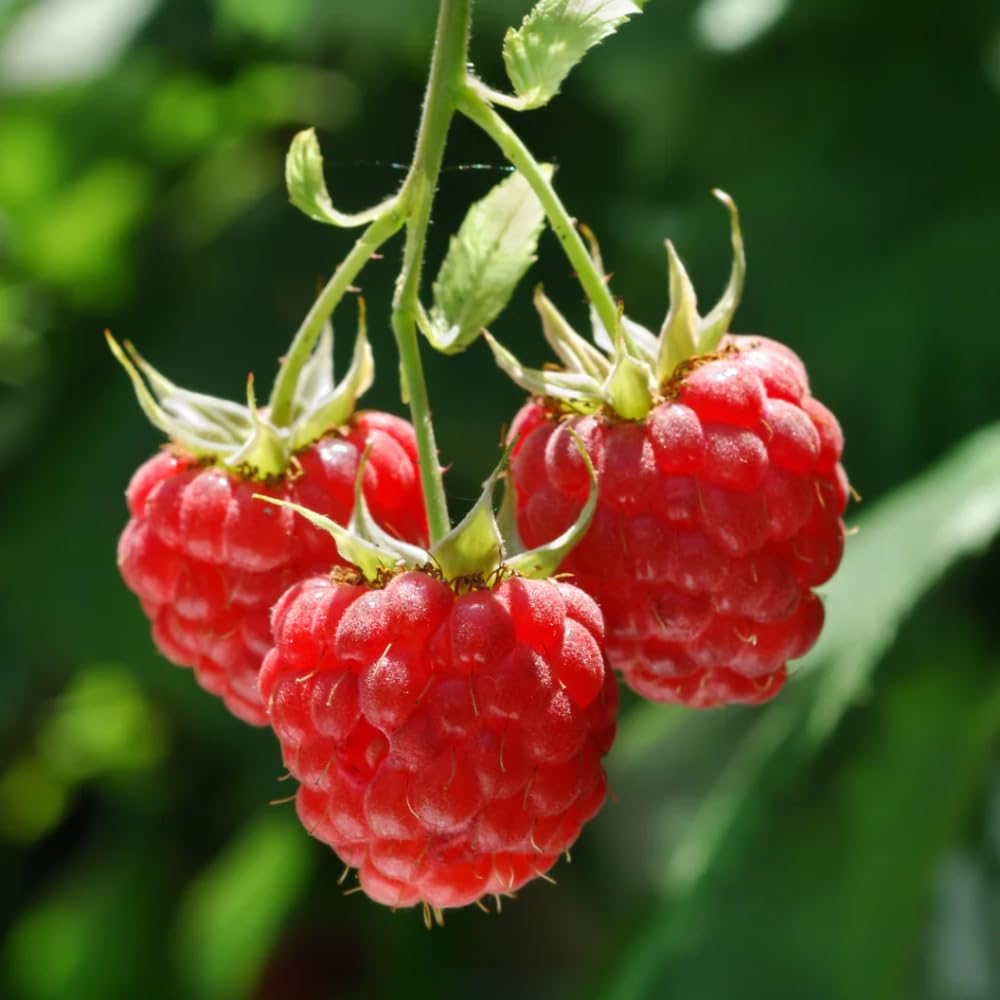 2 Red Thornless Raspberry Plants Live, Sweet Raspberry Bush Shrub to Grow, Well-Rooted 4-8" in Tall, Cold Hardy