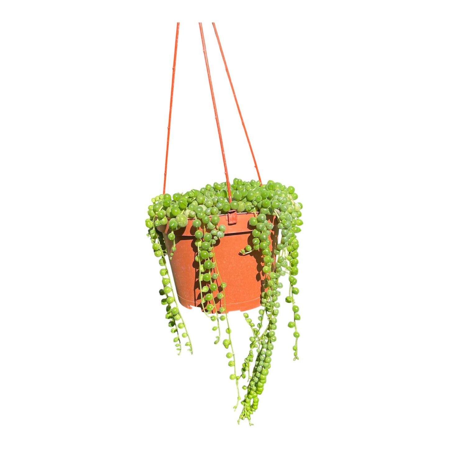 String of Pearl in A 6in Hanging Pot Live Living Plant Fully Rooted and Healthy Succulent Curio rowleyanus