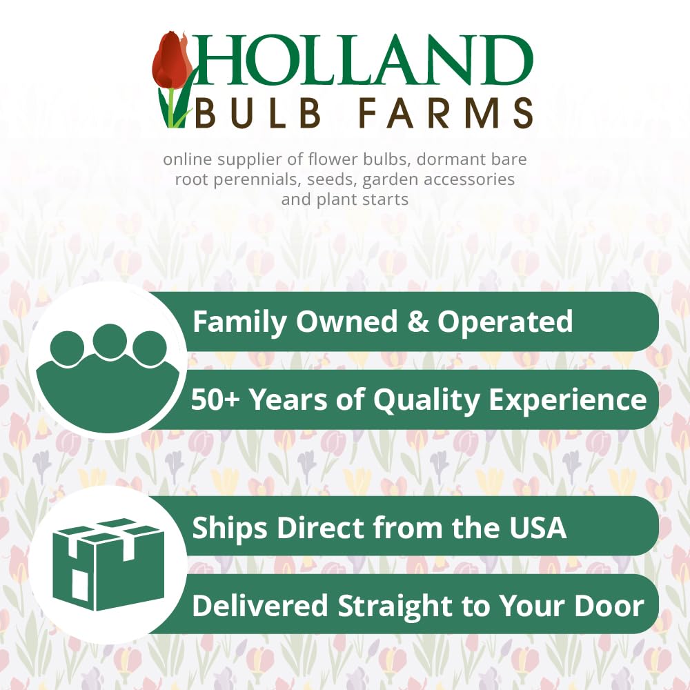 The President Canna Flower Bulbs - 3 Bulbs per Pack - Attracts Butterflies and Hummingbirds - Deer Resistant - Grows Well in Containers - Easy to Grow Live Plants - Outdoor Garden