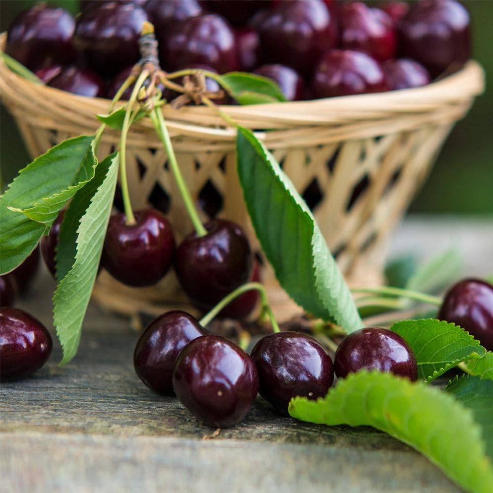 Brighter Blooms - Bing Cherry Tree, 4-5 ft. - No Shipping to AK, AZ, CA, CO, HI, ID, OR, WA