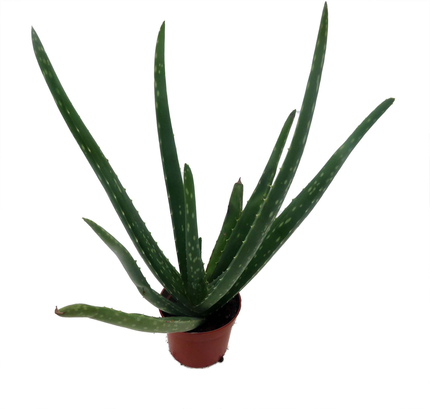 Aloe Vera in 2.5" Pot - Medicine Plant/Burn Plant/Miracle Plant