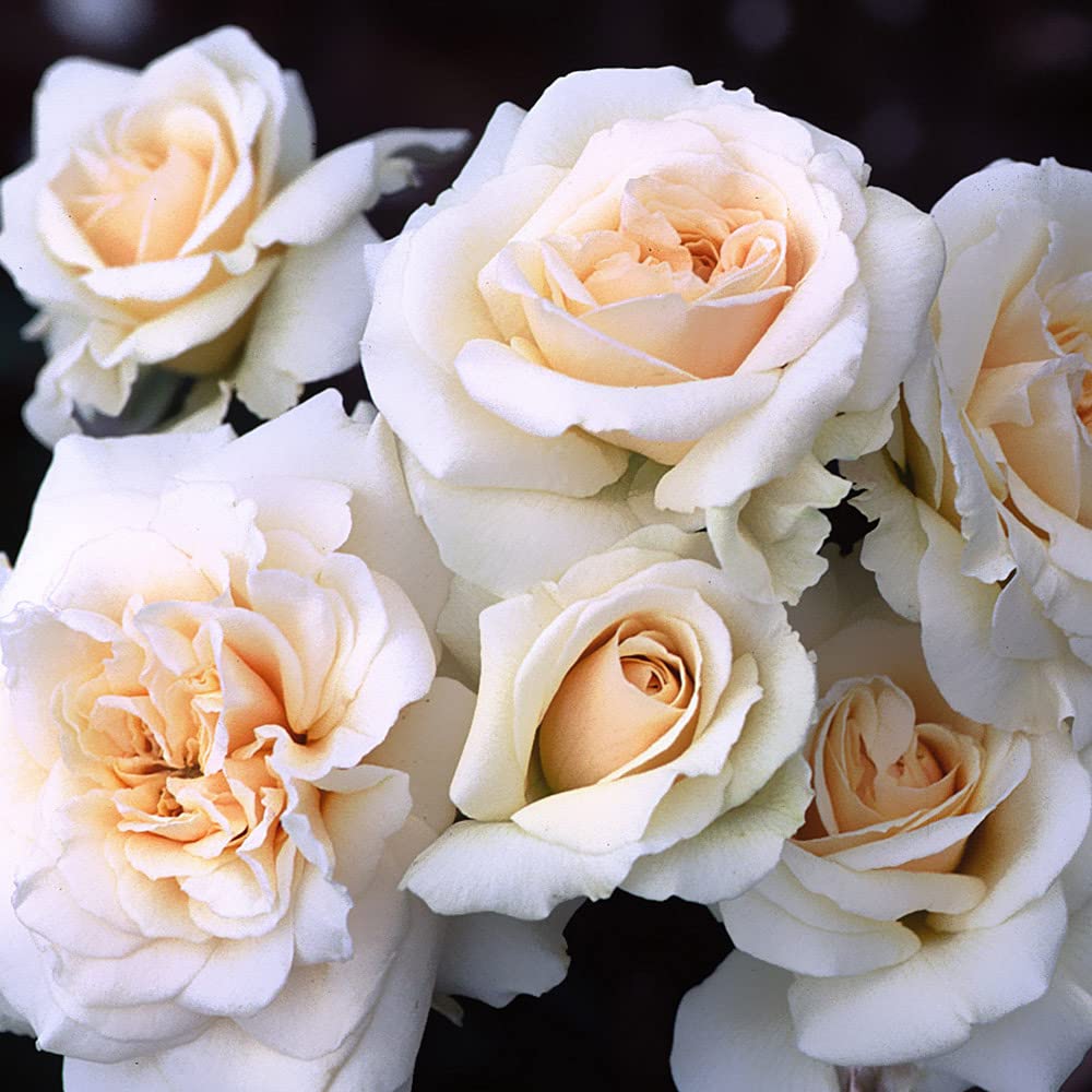 Heirloom Roses Rose Plant - Penny Lane™ Apricot Rose Bush, English Legend Live Plant for Planting Outdoors