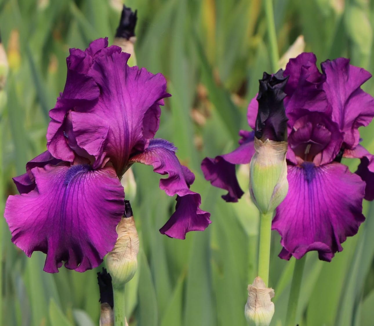 Votaniki Bearded Iris Sultry Mood Bare Roots for Planting — Perfect for Colorful Spring Gardens | Easy-to-Grow Perennial Iris Flowers (2 Pack)