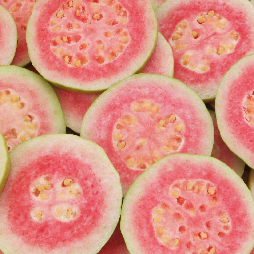 Pink Guava Tree Live Plant, 3 to 6 Inc Tall, Well Rooted, 6 Months Old Guava Tree, Fragrant Guava for Planting, Cold Hardy