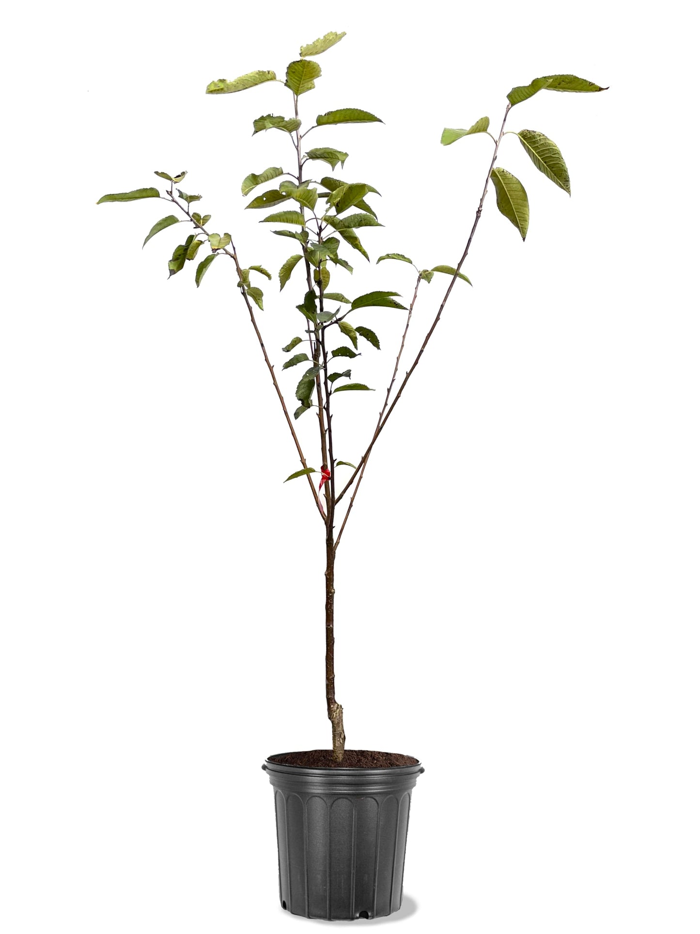 American Plant Exchange Cherry Tree 'Sam' – Live Fruit-Bearing Plant, 5-Gallon Pot, Cold Hardy, Sweet Edible Cherries for Outdoor Orchards and Landscapes
