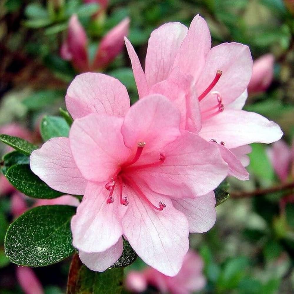 Pink Whisper Azalea – Soft Pink Reblooming Evergreen Shrub, Compact Flowering Azalea Plant for Borders, Containers & Landscape Accents (1 Gallon/Potted)