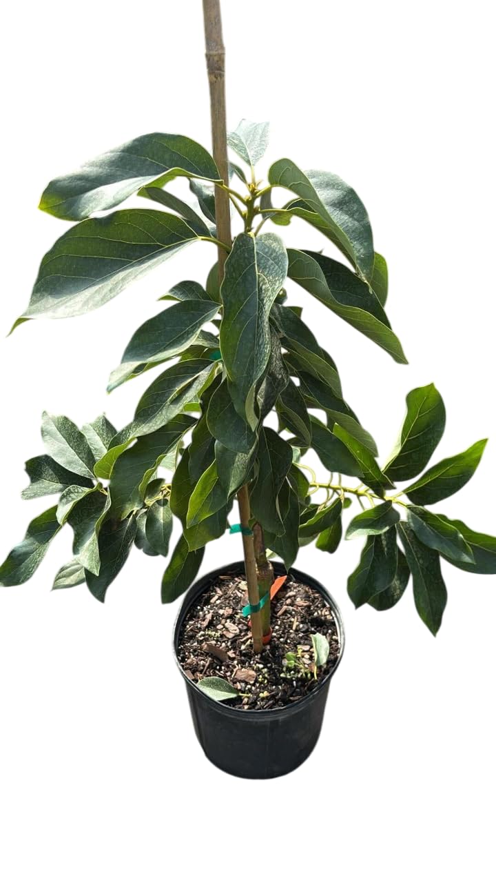 Super HASS Avocado Tree Live Plant - Tropical Avocado Grafted Trees - Brown Avocados Plant- 1-2 Ft in 3 Gallon -No Ship CA