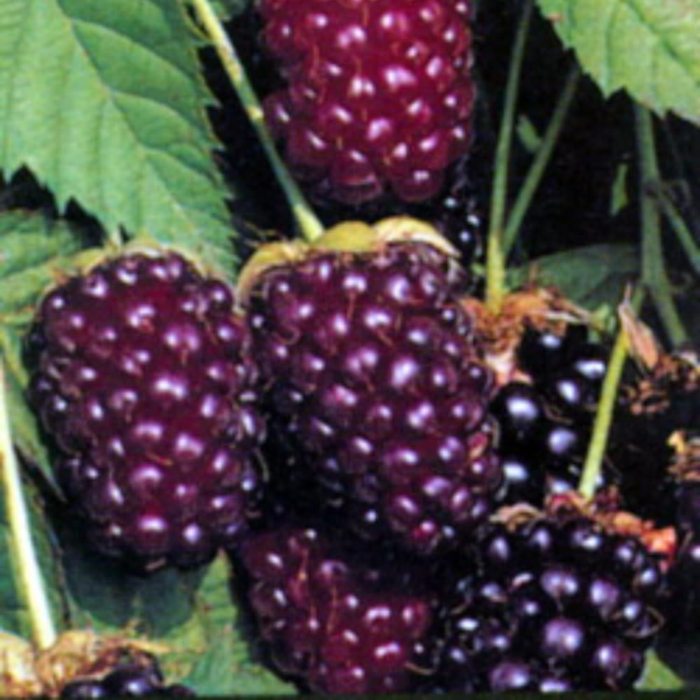 2 Boysenberry Plants Live 5 to 8 Inch Tall, Sweet Boysenberry Trees Live Plants for Planting Indoor Outdoor