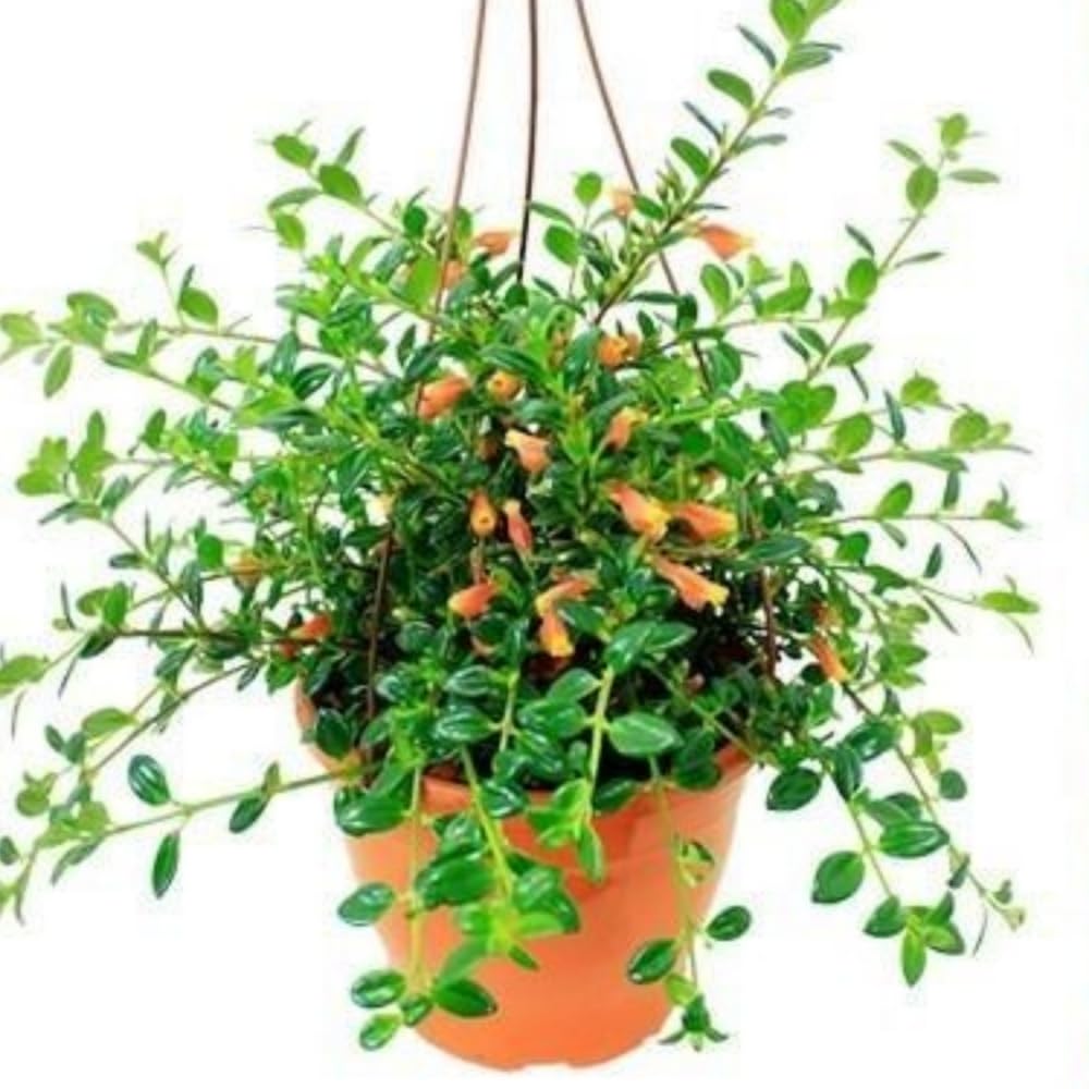 Trailing Goldfish Plant Live Potted 4 Inc, Tropical Goldfish Plant for Hanging Basket, Houseplant Indoor Live Plant