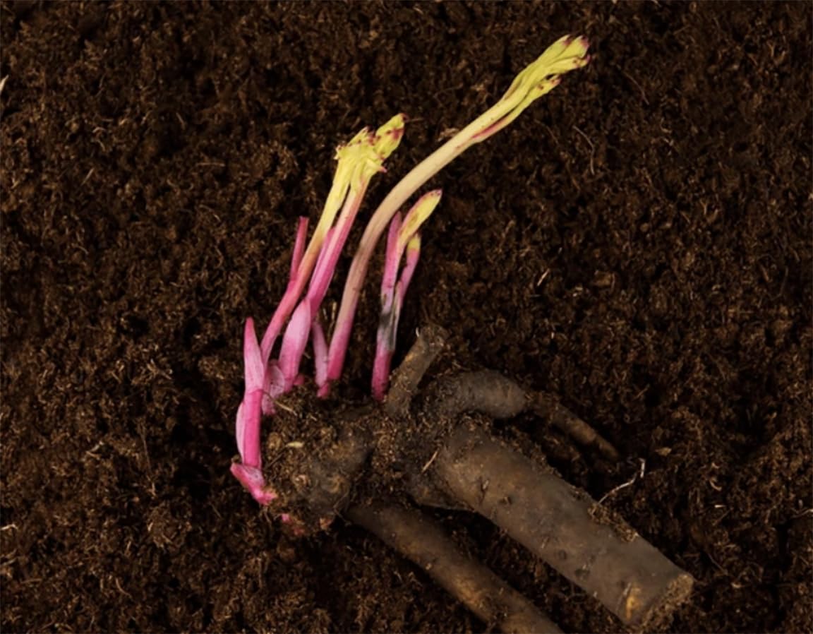 First Out - Early Double Dark Red Peony, Bare Root 3-5 Eyes, Peony Bulbs for Planting, Live Peonies Plants, Fernleaf Peony, Peony Plants Ready to Plant, Tree Peony Bulbs for Spring Planting 2025
