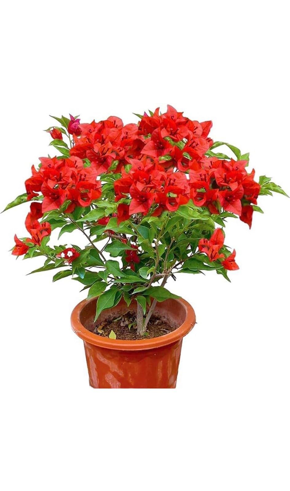 Live Plant - Jamaican Red Bougainvillea Small Well Rooted Starter Plant