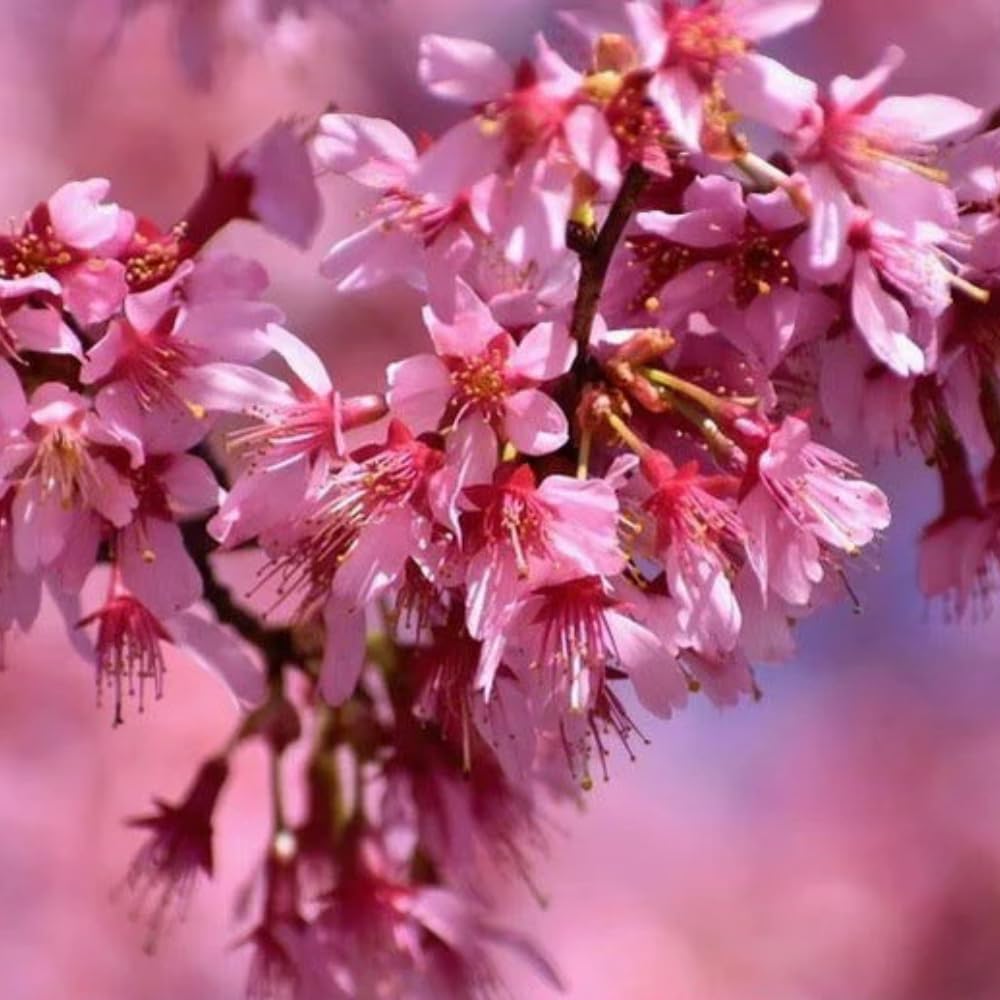 Cherry Blossom Tree Live Plant, 8-12" Tall, Ornamental Cherry Blossom Flowers for Outdoor Planting, No Ship to CA, in Pot (Dark Pink Cherry)