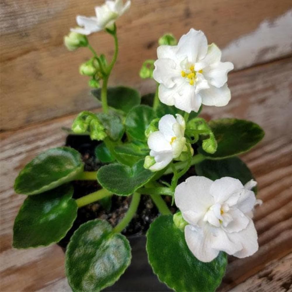 African Violet Live Plant Houseplant in 4" Pot, Blooming Indoor Plant for Home or Office with Vibrant Flowers (White African Violet)