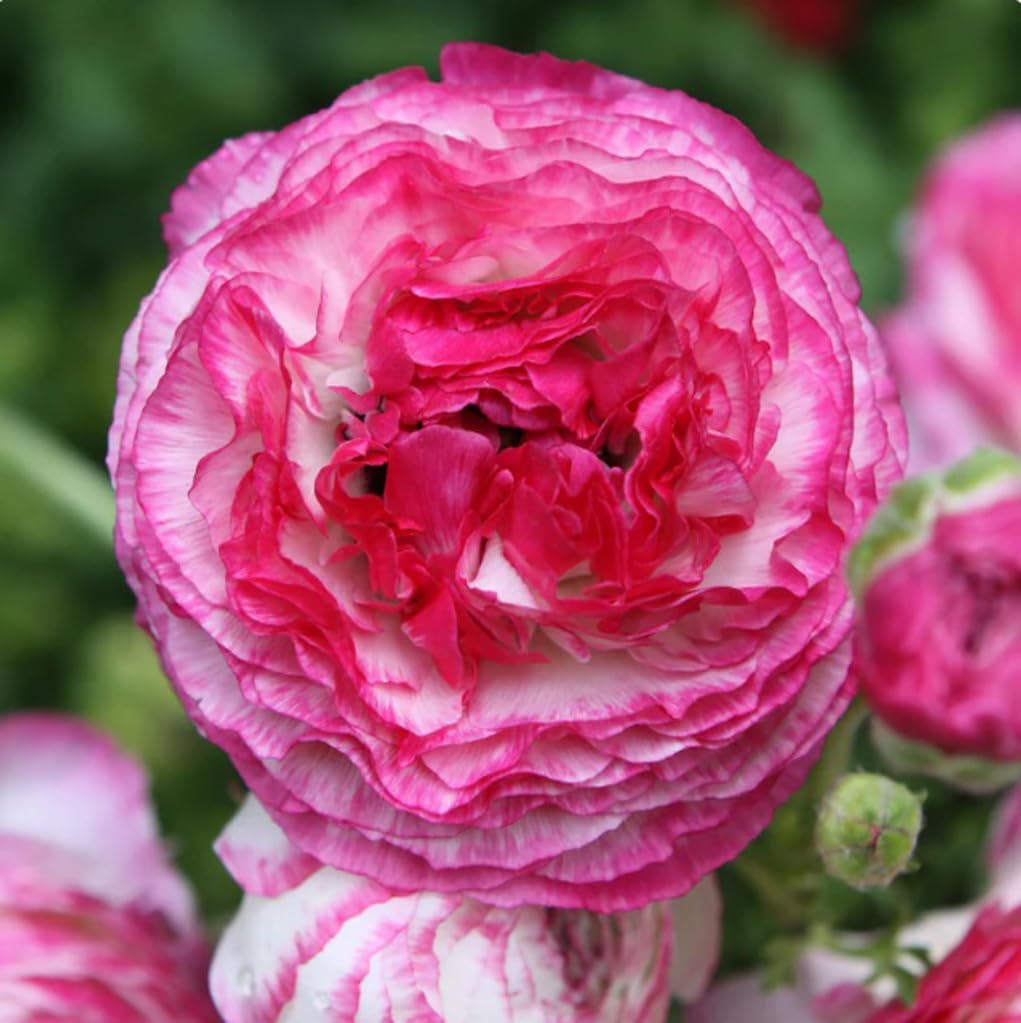 10PCS Mixed Color Ranunculus Bulbs Double Buttercups Spring Rose Bulb Wedding Flower Bulbs (10bulbs)