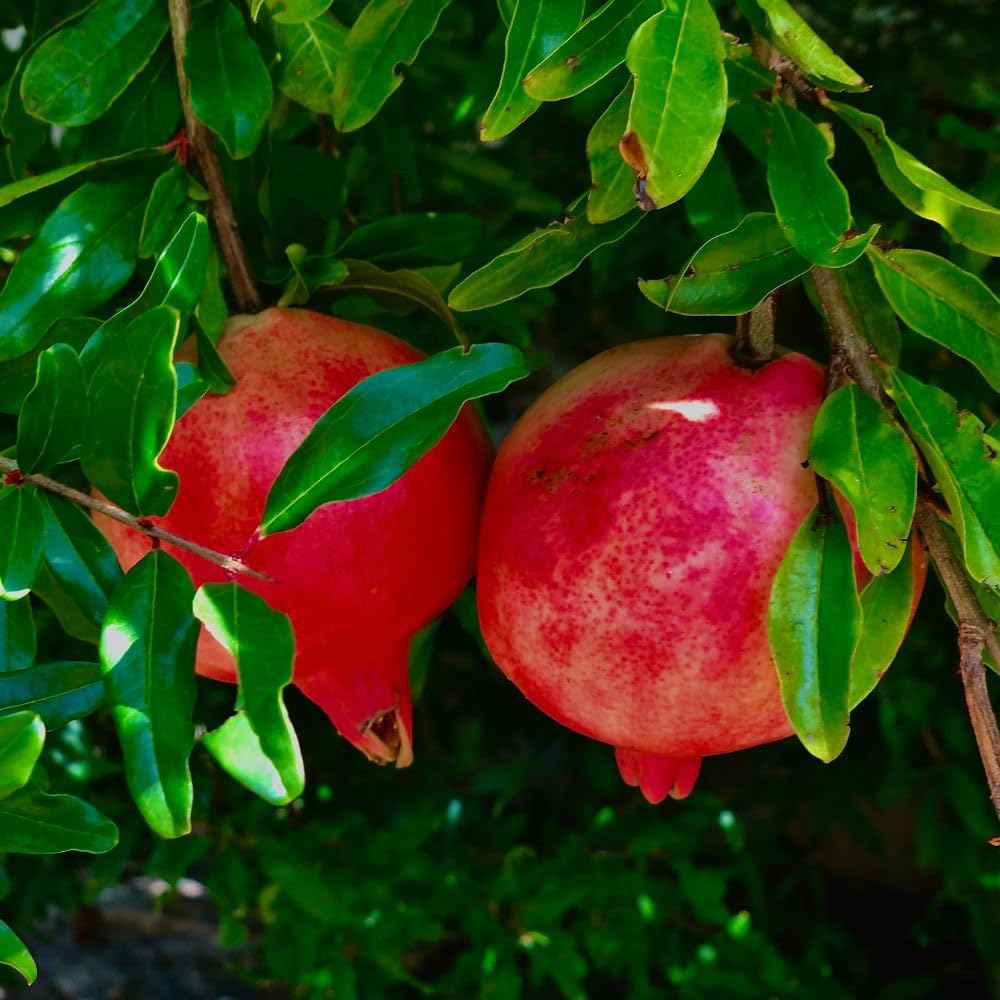 Wonderful Pomegranate Live Plant 4" Pot, Sweet Edible Pomegranate Fruit Plant for Indoor Outdoor Garden