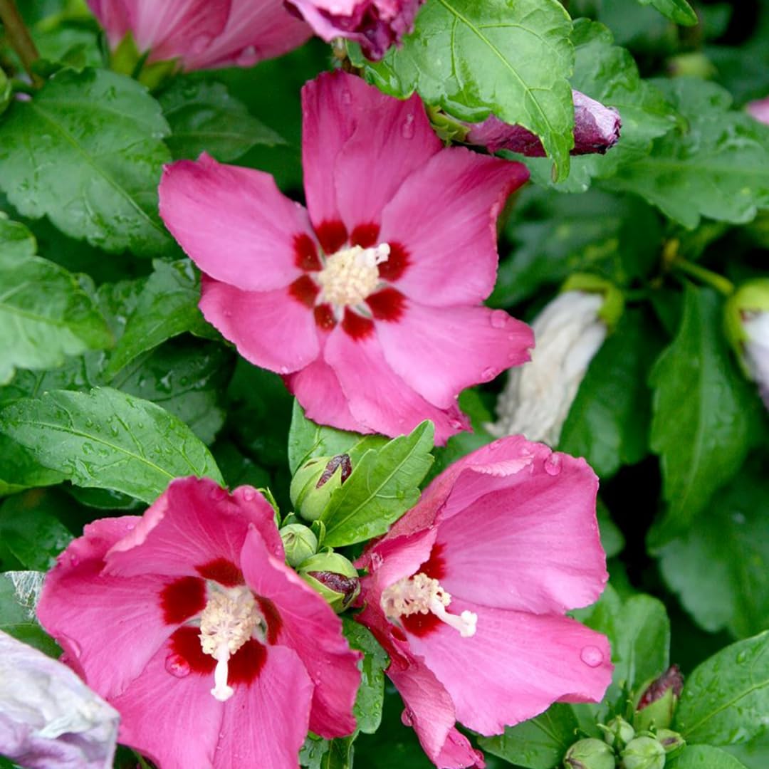 5 Hardy Hibiscus Plants Live | Mixed Rose of Sharon Tree | 6 to 12 Inch Tall | Althea Live Shrubs | Hibiscus Syriacus Plant Live | Hardy Summer Flowering Plants for Easy Landscaping