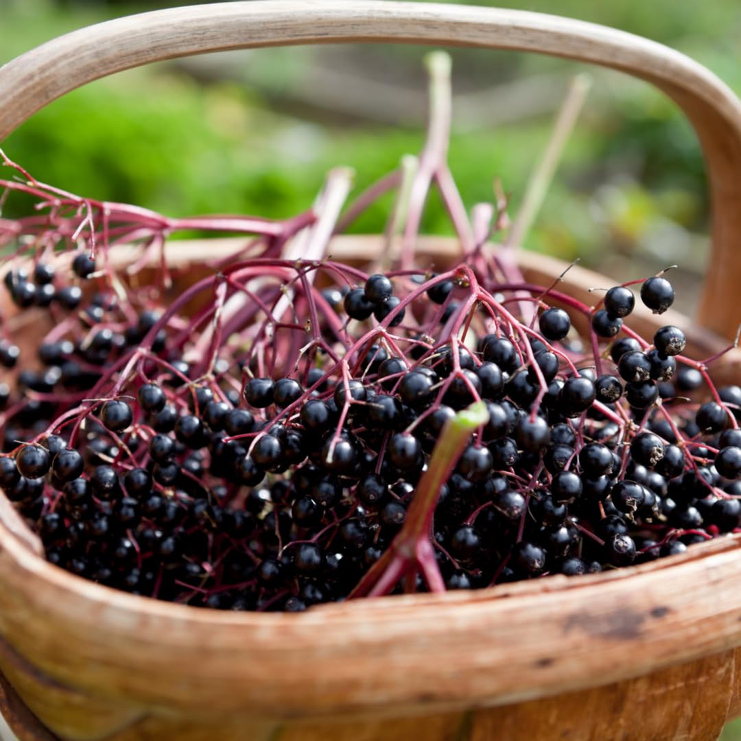 Hardy Black American Elderberry Bushs Live Plants, 1-2 Feet Sweet Elderberry Plants Fruit Trees for Outdoor Planting