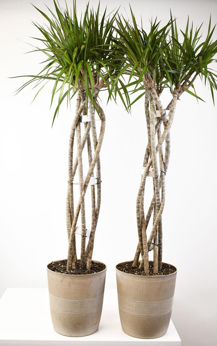 RedCrocus - RedCrocus Dragon Tree Dracaena marginata - Indoor & Outdoor Living Plant, Low Maintenance, Stylish Foliage, Pet Safety Warning 10" Pot